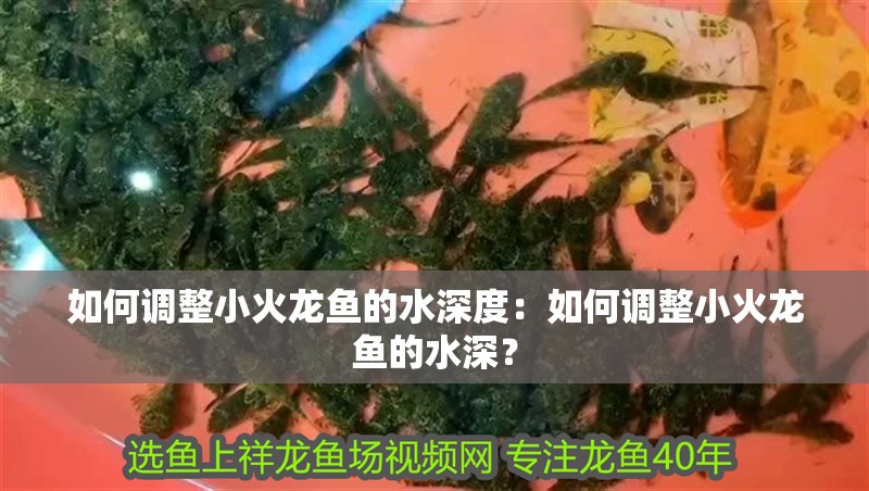 如何調整小火龍魚的水深度：如何調整小火龍魚的水深？