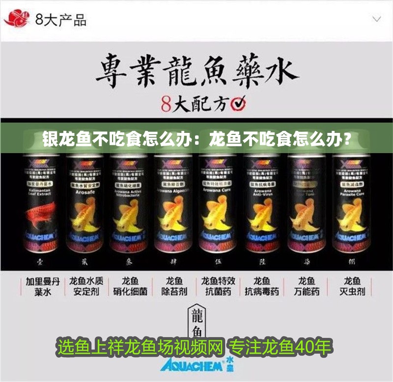 銀龍魚(yú)不吃食怎么辦：龍魚(yú)不吃食怎么辦？