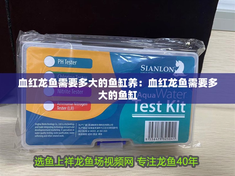 血紅龍魚需要多大的魚缸養：血紅龍魚需要多大的魚缸