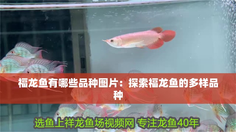福龍魚有哪些品種圖片：探索福龍魚的多樣品種