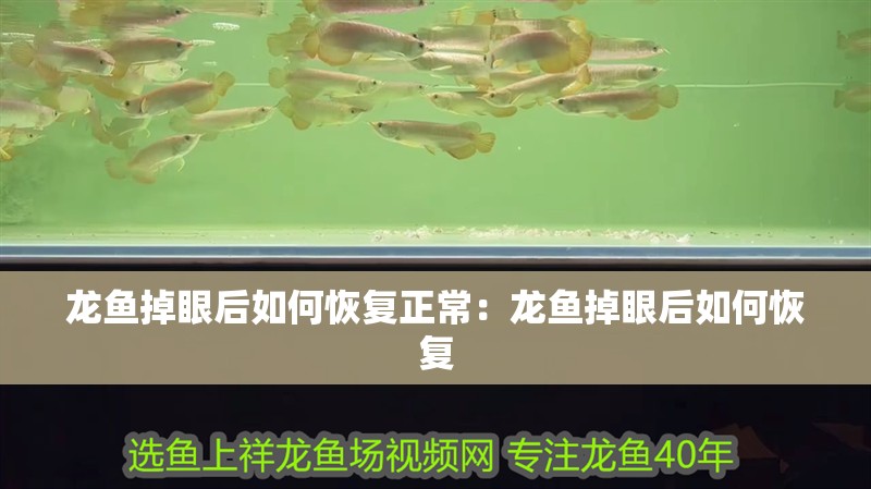 龍魚掉眼后如何恢復正常：龍魚掉眼后如何恢復