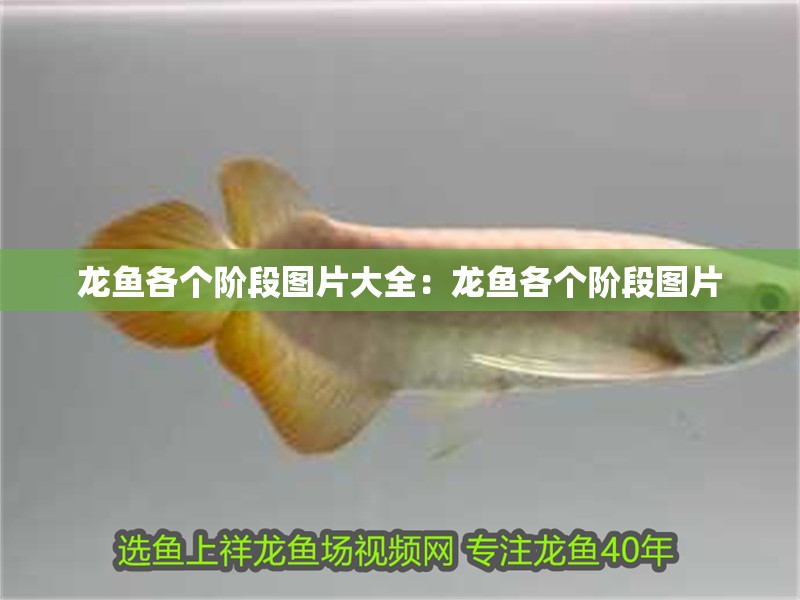 龍魚各個階段圖片大全：龍魚各個階段圖片