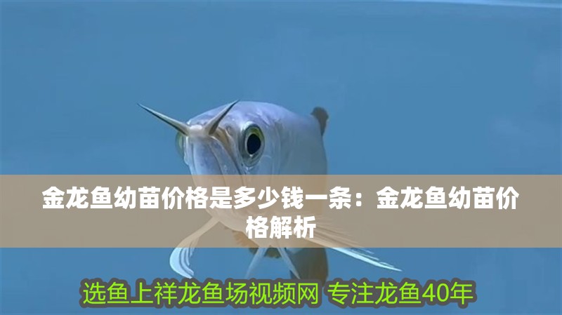金龍魚幼苗價格是多少錢一條：金龍魚幼苗價格解析