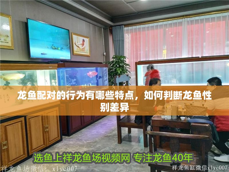 龍魚配對的行為有哪些特點，如何判斷龍魚性別差異