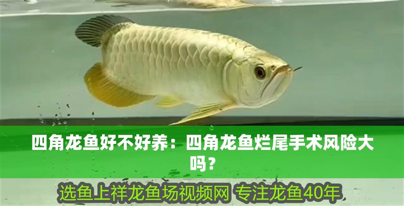 四角龍魚好不好養(yǎng)：四角龍魚爛尾手術(shù)風(fēng)險(xiǎn)大嗎？