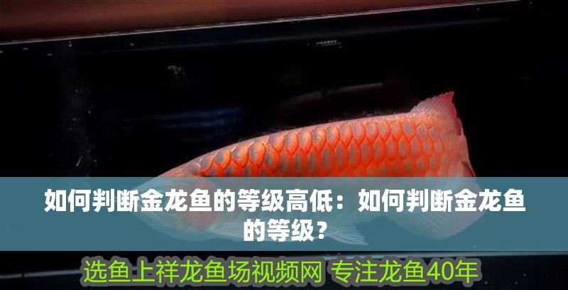 如何判斷金龍魚的等級高低：如何判斷金龍魚的等級？