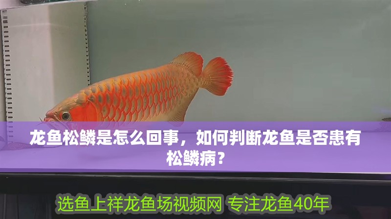 龍魚松鱗是怎么回事，如何判斷龍魚是否患有松鱗病？ 龍魚松鱗是怎么回事，如何判斷龍魚是否患有松鱗病？ 龍魚百科