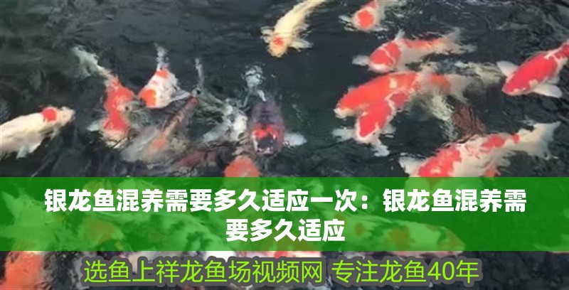 銀龍魚(yú)混養(yǎng)需要多久適應(yīng)一次：銀龍魚(yú)混養(yǎng)需要多久適應(yīng)