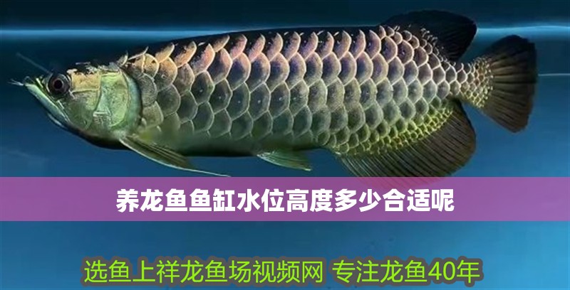 養龍魚魚缸水位高度多少合適呢