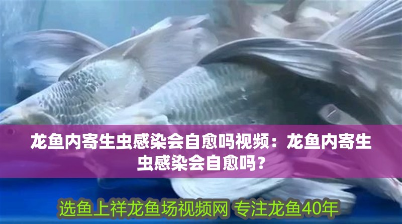 龍魚內寄生蟲感染會自愈嗎視頻：龍魚內寄生蟲感染會自愈嗎？