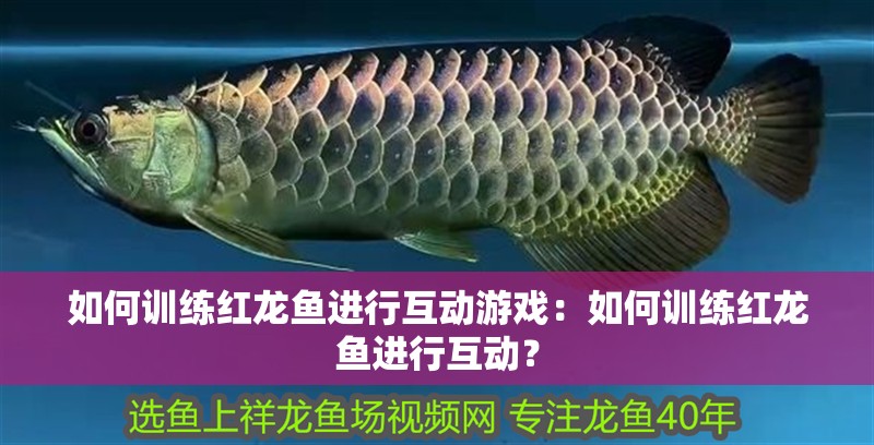 如何訓練紅龍魚進行互動游戲：如何訓練紅龍魚進行互動？