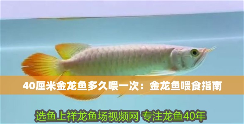 40厘米金龍魚多久喂一次：金龍魚喂食指南