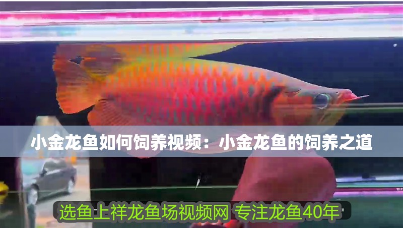 小金龍魚(yú)如何飼養(yǎng)視頻：小金龍魚(yú)的飼養(yǎng)之道