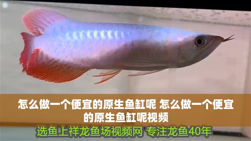 怎么做一個便宜的原生魚缸呢 怎么做一個便宜的原生魚缸呢視頻