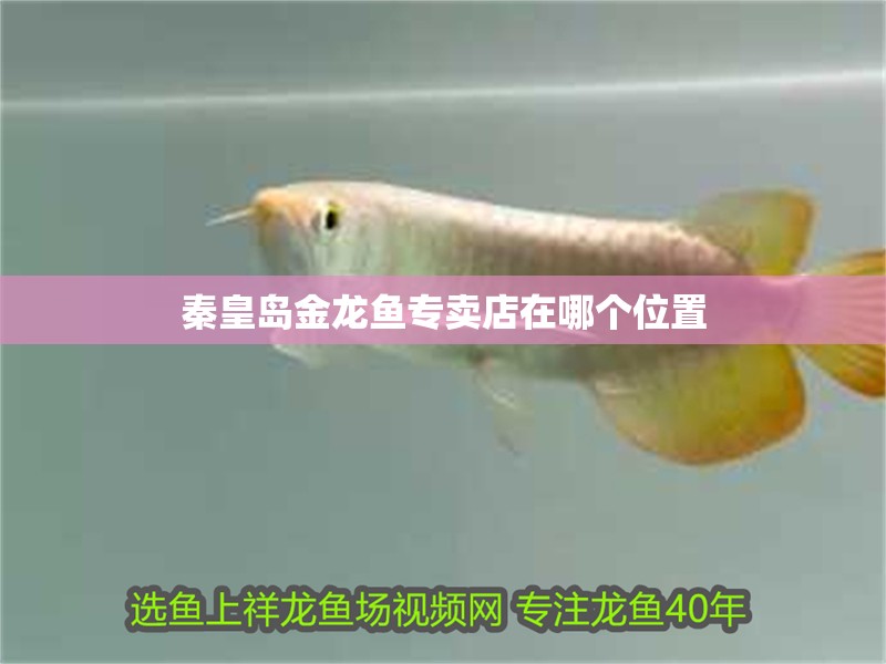 秦皇島金龍魚專賣店在哪個位置