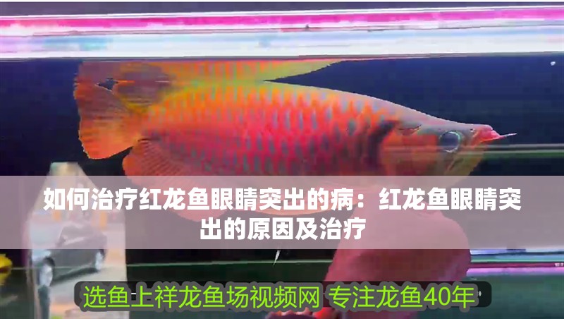 如何治療紅龍魚眼睛突出的?。杭t龍魚眼睛突出的原因及治療