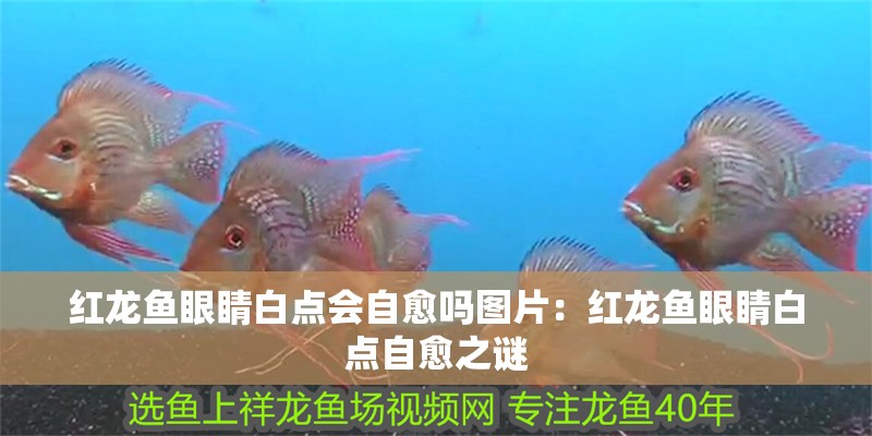 紅龍魚眼睛白點(diǎn)會(huì)自愈嗎圖片：紅龍魚眼睛白點(diǎn)自愈之謎