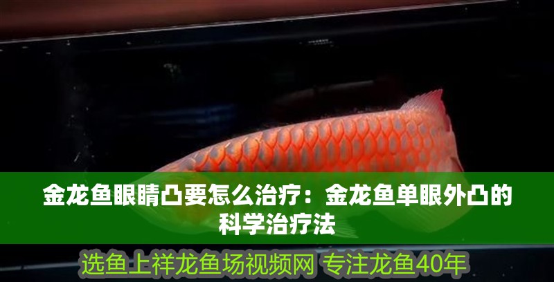 金龍魚眼睛凸要怎么治療：金龍魚單眼外凸的科學治療法