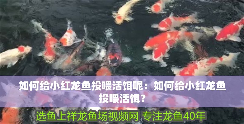 如何給小紅龍魚投喂活餌呢：如何給小紅龍魚投喂活餌？