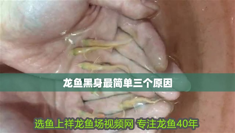 龍魚黑身最簡單三個原因