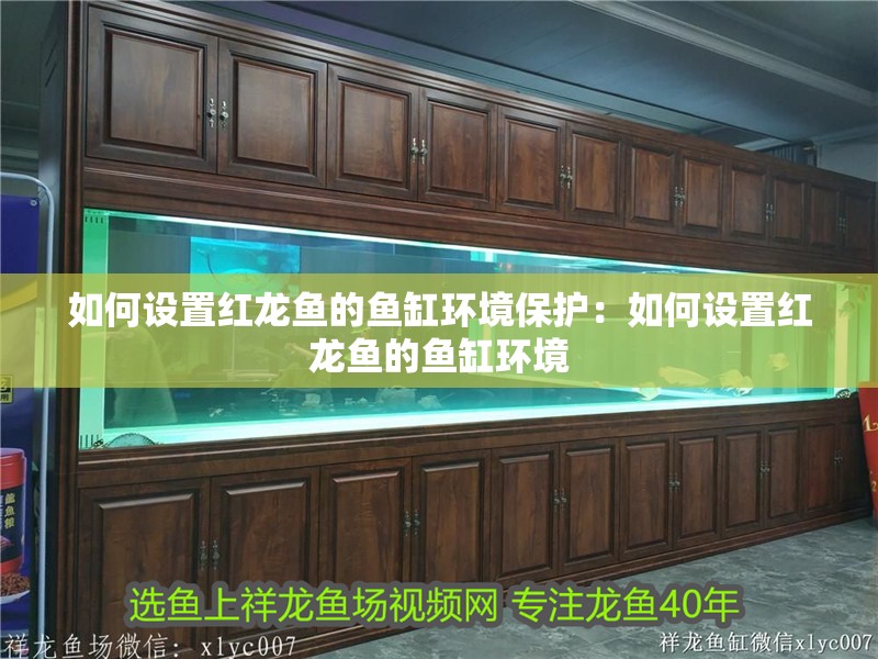 如何設(shè)置紅龍魚(yú)的魚(yú)缸環(huán)境保護(hù)：如何設(shè)置紅龍魚(yú)的魚(yú)缸環(huán)境