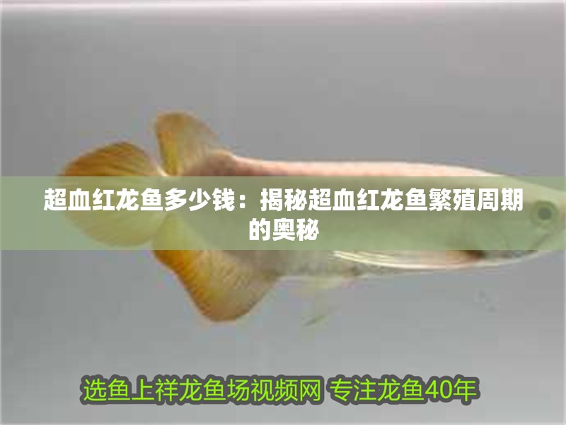 魚缸用增氧泵價格是多少:魚缸增氧機-xtrac增氧機-xtrac增氧機 超血紅龍魚多少錢:揭秘超血紅龍魚繁殖周期的奧秘 水族問答 超血紅龍魚多少錢:揭秘超血紅龍魚繁殖周期的奧秘 超血紅龍魚多少錢:揭秘超血紅龍魚繁殖周期的奧秘 水族問答