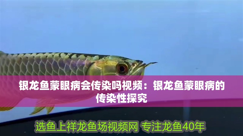 銀龍魚(yú)蒙眼病會(huì)傳染嗎視頻：銀龍魚(yú)蒙眼病的傳染性探究