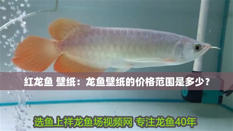 紅龍魚 壁紙：龍魚壁紙的價格范圍是多少？