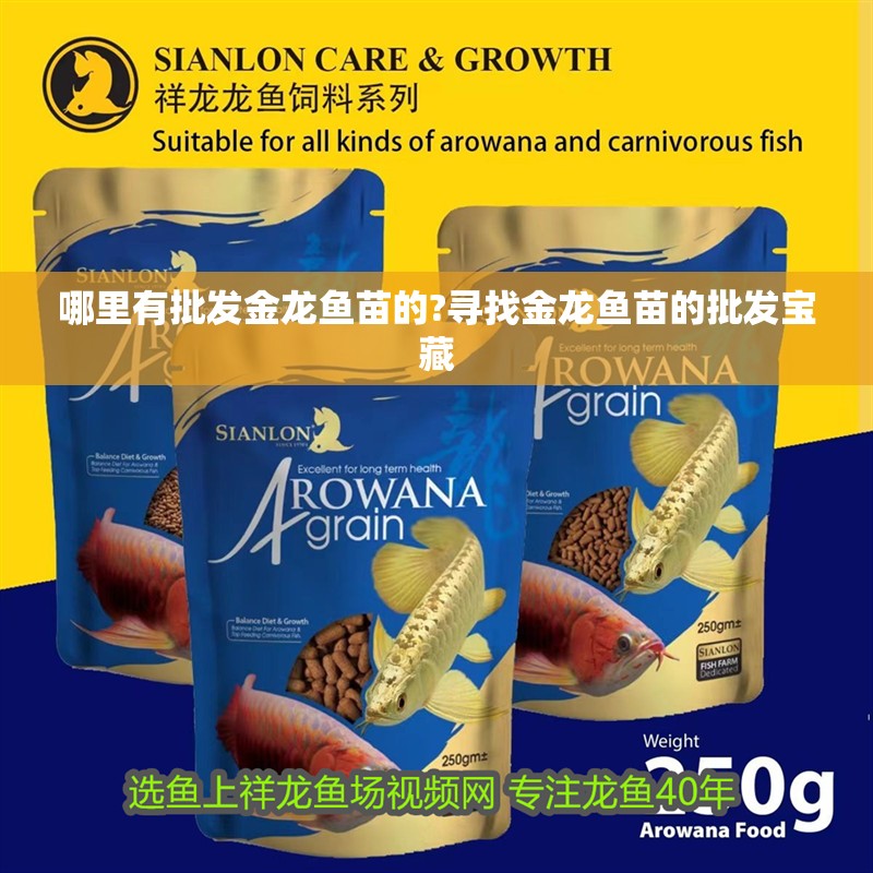 哪里有批發金龍魚苗的?尋找金龍魚苗的批發寶藏