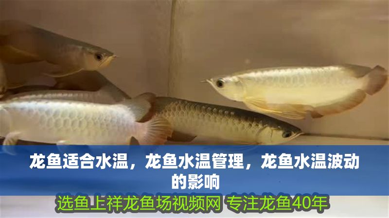 龍魚適合水溫，龍魚水溫管理，龍魚水溫波動的影響