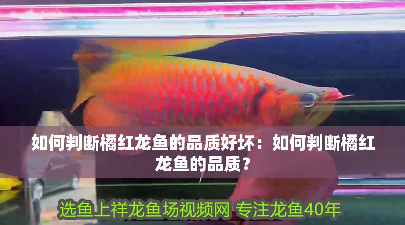 如何判斷橘紅龍魚的品質好壞：如何判斷橘紅龍魚的品質？