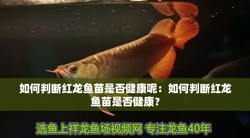 如何判斷紅龍魚苗是否健康呢：如何判斷紅龍魚苗是否健康？
