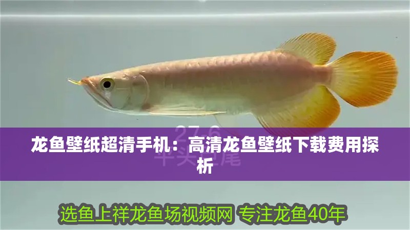 龍魚壁紙超清手機(jī)：高清龍魚壁紙下載費(fèi)用探析