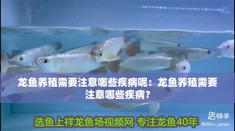 龍魚養殖需要注意哪些疾病呢：龍魚養殖需要注意哪些疾病？