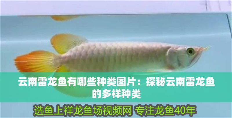 云南雷龍魚有哪些種類圖片：探秘云南雷龍魚的多樣種類