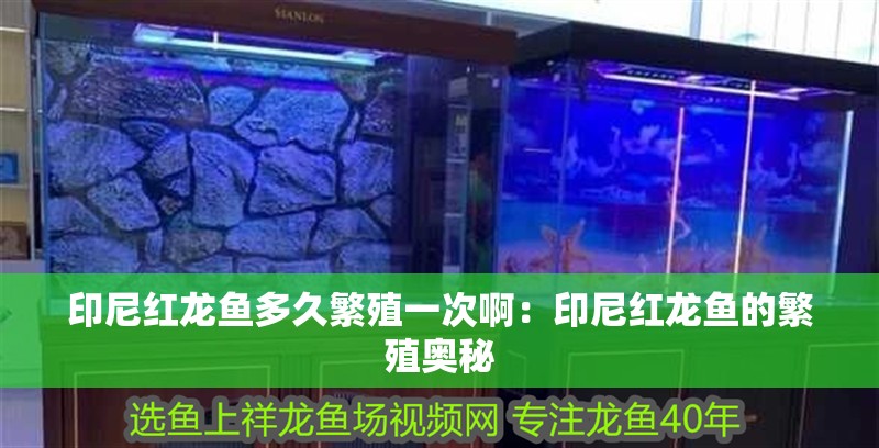 印尼紅龍魚多久繁殖一次啊：印尼紅龍魚的繁殖奧秘