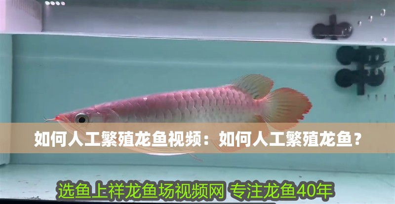 如何人工繁殖龍魚視頻：如何人工繁殖龍魚？