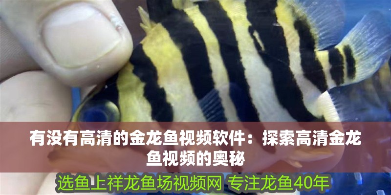 有沒有高清的金龍魚視頻軟件：探索高清金龍魚視頻的奧秘