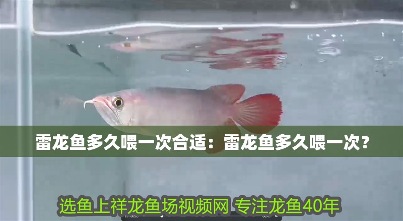 雷龍魚多久喂一次合適：雷龍魚多久喂一次？