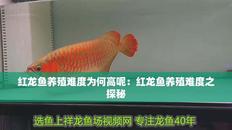 紅龍魚養(yǎng)殖難度為何高呢：紅龍魚養(yǎng)殖難度之探秘