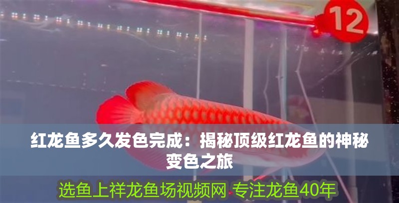 紅龍魚多久發(fā)色完成：揭秘頂級(jí)紅龍魚的神秘變色之旅