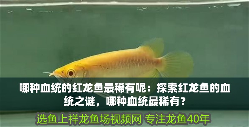 哪種血統的紅龍魚最稀有呢：探索紅龍魚的血統之謎，哪種血統最稀有？