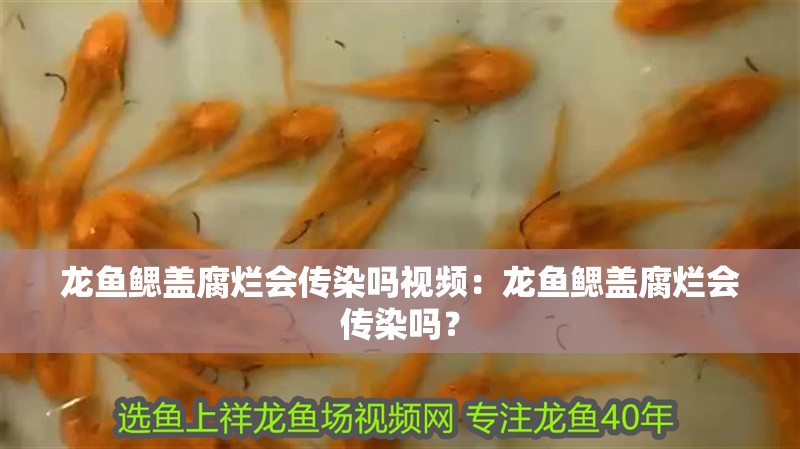 龍魚鰓蓋腐爛會傳染嗎視頻：龍魚鰓蓋腐爛會傳染嗎？