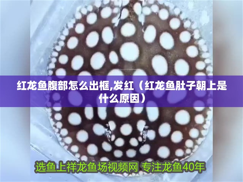 紅龍魚腹部怎么出框,發(fā)紅（紅龍魚肚子朝上是什么原因）