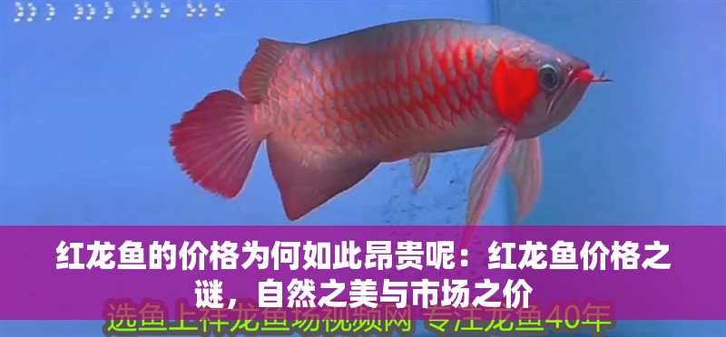 紅龍魚的價格為何如此昂貴呢：紅龍魚價格之謎，自然之美與市場之價