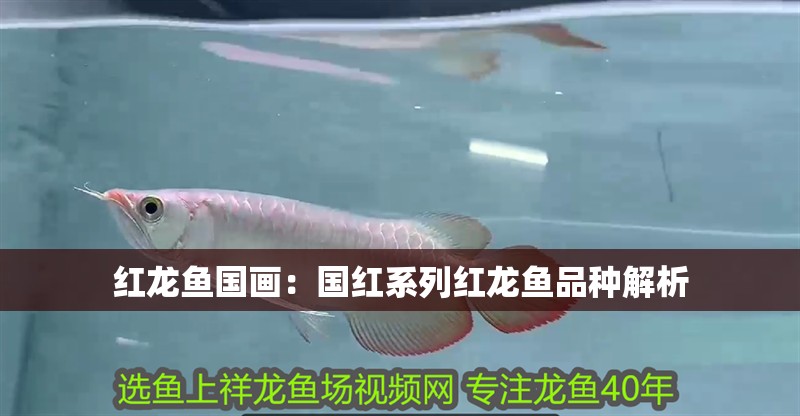 紅龍魚國畫：國紅系列紅龍魚品種解析