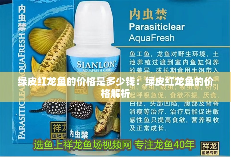 綠皮紅龍魚的價格是多少錢：綠皮紅龍魚的價格解析