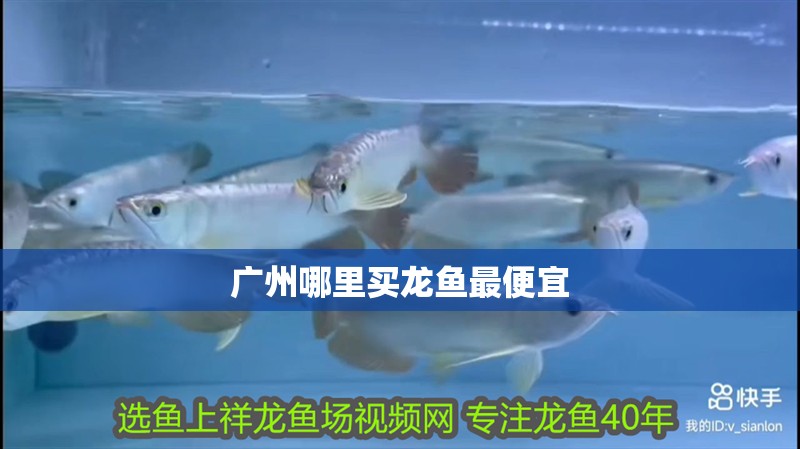 廣州哪里買龍魚最便宜