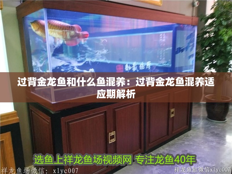 過背金龍魚和什么魚混養：過背金龍魚混養適應期解析