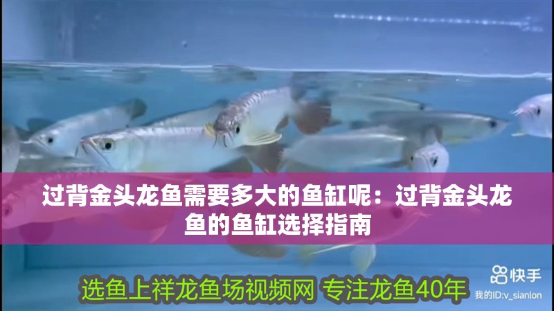 過背金頭龍魚需要多大的魚缸呢：過背金頭龍魚的魚缸選擇指南